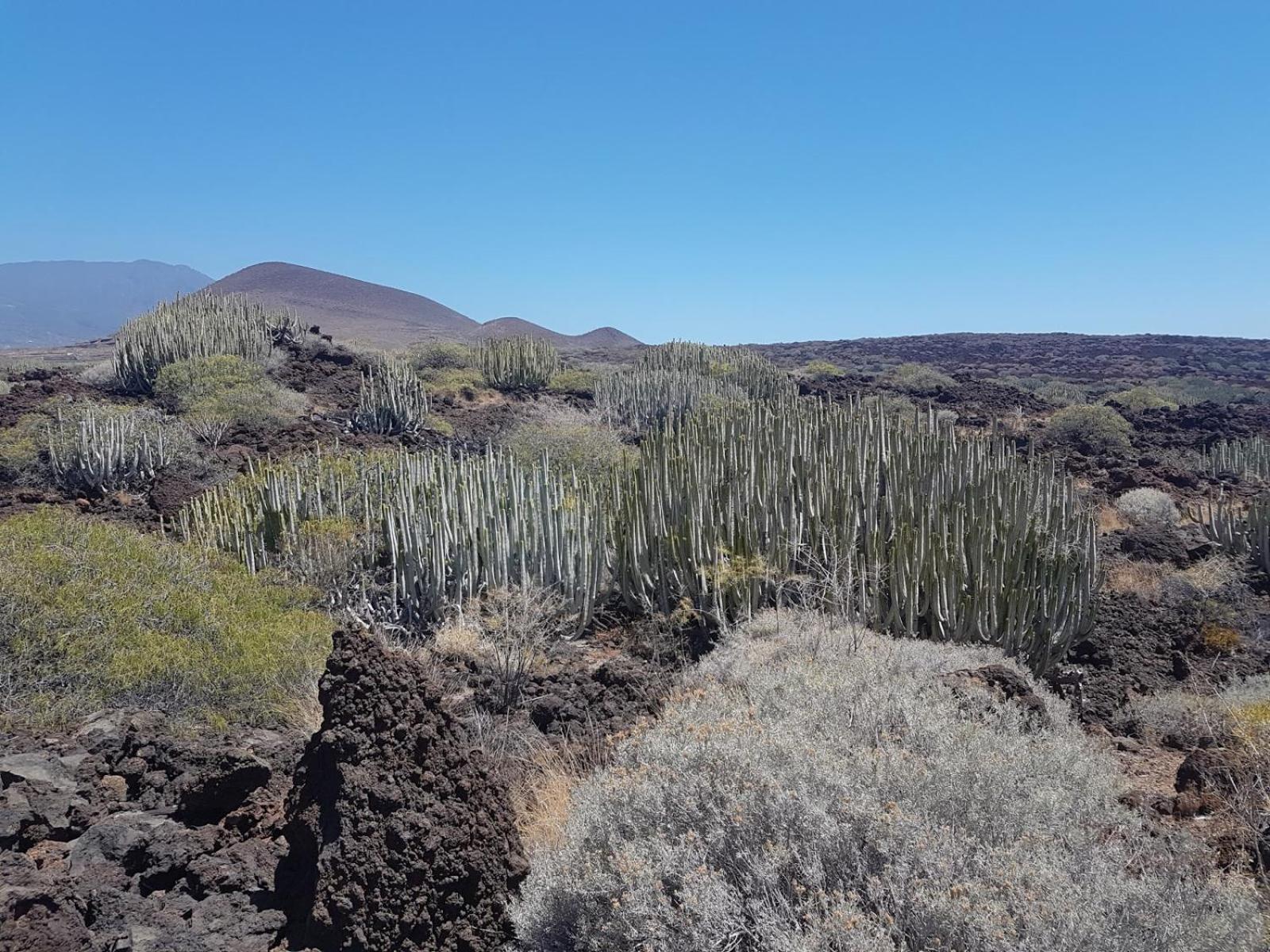 Las Palmeras Puertito de Guimar Dış mekan fotoğraf